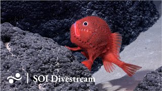 Seamount SF2 Deep  SOI Divestream 638 [upl. by Goodspeed441]