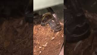 Hottentotta franzwerneri scorpion eating a discoid roach [upl. by Noimad113]