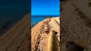 🌞Punta Cana🌞 beach sun sand horse nature dominicanrepublic rd puntacana shorts viral [upl. by Nnayecats10]