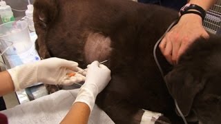 How To Perform Pericardiocentesis on a Dog [upl. by Blau]