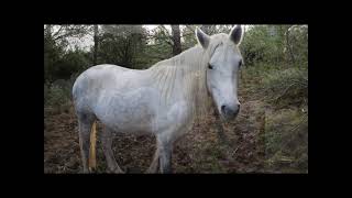 Ulane de Fontaram Jument Camargue 20082024 [upl. by Sublett85]