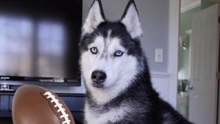 MISHKA PREDICTS SUPER BOWL WINNER [upl. by Gypsy]