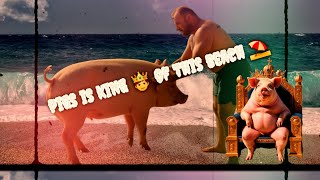 beach of pigs 🐖 ♥️ 👌Bahamaspigs bahamas viralvideo bigfamily92021 mizoram [upl. by Shelburne]