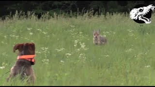 Dog Decoys Mad Coyote  Coyote Hunting With Decoy Dog [upl. by Eul238]