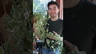 Peperomia Scandens como cuidar plantas peperomia shorts [upl. by Nyram]