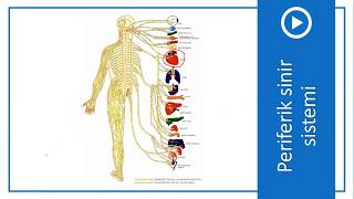 9ci sinif Biologiya  Periferik sinir sistemi [upl. by Ecnerwal]