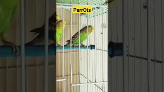 Dangerous Parrots😱 shorts ytshorts [upl. by Cohe]