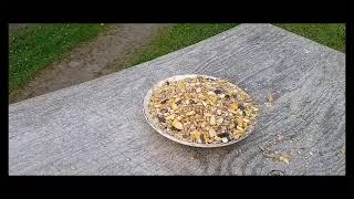 Adam Conrod is Feeding The Birds quotWest Porters Lake NovaScotiaquot [upl. by Russom822]