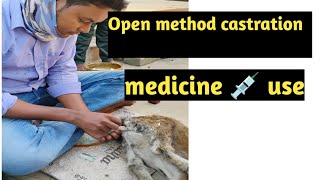 Open method castration of Goat goat castration by blade animals goat castrastion [upl. by Akirej]