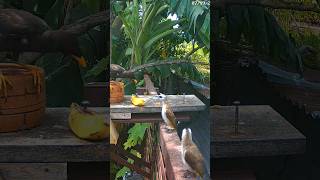 BLACK Myna  Yellowvented bulbul feeder [upl. by Obel]