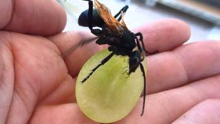 Tarantula Hawk wasp eating out of my hand [upl. by Abbub160]