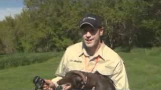 Pheasant Forever TV  Ep01 Training Young Dogs [upl. by Enomrej]