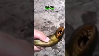 Lampreys are fascinating creatures shorts animals shortsvideo [upl. by Marozik]