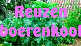 Boerenkool reuzen boerenkool [upl. by Danieu]