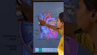 cardiology hearthealth bloodcirculation and medicalsciencesystole diastole bloodpressure [upl. by Savinirs]