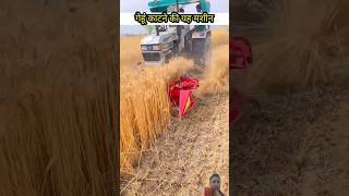 harvest wheatharvesting machine of harvest wheats facts youtubeshorts likeandsubscribe [upl. by Tesler646]