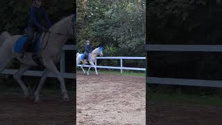 Hello cavaletti  its been a while 🙈😂 arabianhorse cavaletti horselover missdivaisa canter [upl. by Ibok]