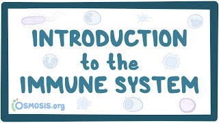 Introduction to the immune system [upl. by Sivatnod463]