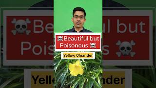 Yellow Oleander पिली कनेर Beautiful but Poisonous Watch to stay safe and aware oleander poison [upl. by Neelahtak]