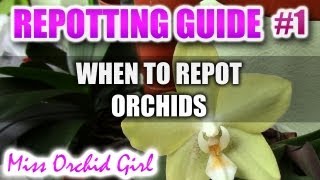 Complete guide to repotting Orchids Part 1  When to repot Orchids [upl. by Quillon]