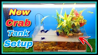 I Made a Paludarium for Crabs 🦀 🦀  Small Forest ECOSYSTEM for Purple Crab [upl. by Einegue]