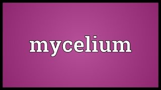 Mycelium Meaning [upl. by Glenine]