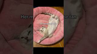 Cat lynx point Siamese cat youtubeshorts trending shorts shortvideo viralvideo video youtube [upl. by Lrae]