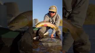 October is the prime month to find wild Montana Brown Trout Now is the perfect time to book a trip [upl. by Gladis797]