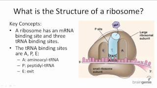 1035 Structure of Ribosomes [upl. by Adiv]