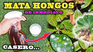 SOLUCIÓN DEFINITIVA a los HONGOS con este FUNGICIDA CASERO para plantas [upl. by Karissa676]