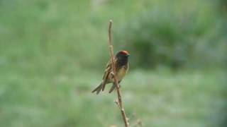 Redfronted Serin  Serinus pusillus [upl. by Bock]