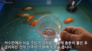 19  4 횟점 일본난주브리딩 ranchu breeding 190126 [upl. by Relyks]