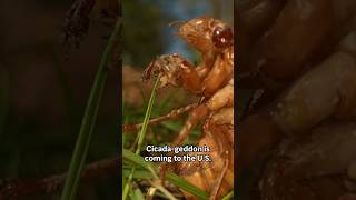 What to know about the trillions of cicadas surfacing this spring [upl. by Lonee963]