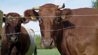 Wandelen in het najaar in de Achterhoek [upl. by Sidalg728]