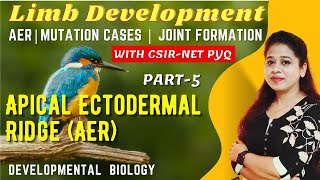 Limb Development in Vertebrates Part5  Apical Ectodermal Ridge AER  Joint Formation  CSIRPYQs [upl. by Arrahs]