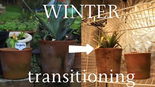 Indoor Plant Transition How to Bring Your Garden Inside for Winter Survival [upl. by Xino31]