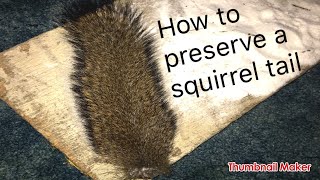 How to preserve a squirrel tail [upl. by Kliment97]