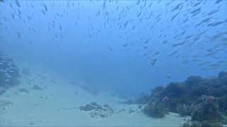 Bait fish in Gibraltar waters [upl. by Margaret]