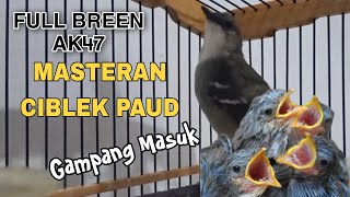 ciblek gacor ngebren panjang untuk MASTERAN ciblek paud [upl. by Annaillil]