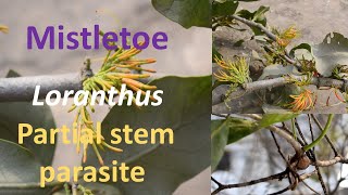 Mistletoe Loranthus Partial stem parasite [upl. by Jeremy319]