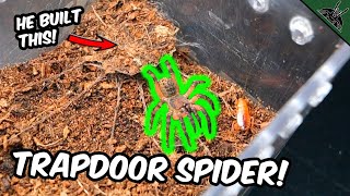 TRAPDOOR SPIDER Builds a Trapdoor  super slow mo feedings [upl. by Philippa428]