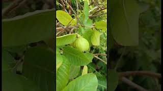 Psidium guajava Myrtaceae family nature trending garden flower flora forest forests [upl. by Rose596]