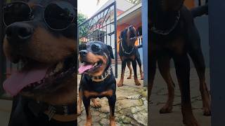 Alpha Rottweiler  barking sound angrypuppy dog viral rottweiler cutepet angry cutepuppy [upl. by Johathan]