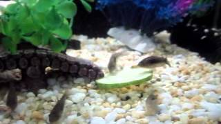 Bronze Corydoras Catfish Eating Cucumber [upl. by Greenwood]