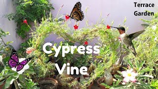 Cypress Vine How to Grow and Care for Cypress Vine Star Glory Hummingbird PlantTERRACE GARDEN [upl. by Matthaus]