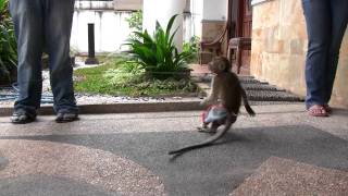 Indonesian Monkey Dog amp Snake Show [upl. by Romelle]