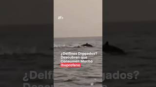 Encuentran Ibuprofeno en el interior de los delfines  N Shorts [upl. by Amyaj]