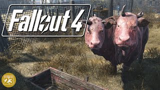 Fallout 4 DIE ERSTE BLECHHÜTTE BRAHMIN 45  Deutsch Gameplay [upl. by Aynad]