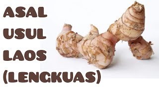 ASAL USUL DAN MANFAAT LENGKUAS  ORIGINS OF GALANGAL [upl. by Nicky]