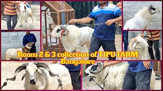 Amingad kay Badey Bakrey Bakrid 2023  Room 2 amp 3  TIPU FARM  Call 7353790019 [upl. by Yzus]